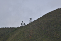 Araucaria muelleri