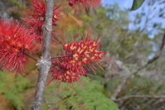 Geissois pruinosa