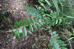 Dysoxylum rufum