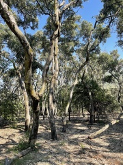 Philenoptera violacea