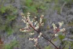 Beaupreopsis paniculata
