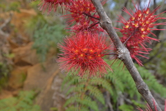 Geissois pruinosa