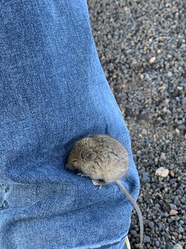 Mus musculus observed 2021-12-08