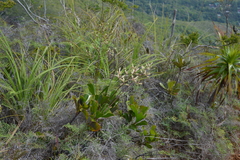 Beaupreopsis paniculata