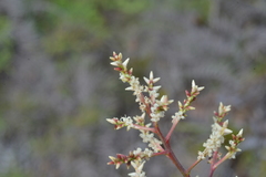 Beaupreopsis paniculata