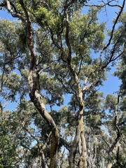 Philenoptera violacea