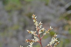 Beaupreopsis paniculata
