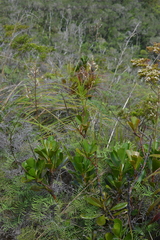Beaupreopsis paniculata