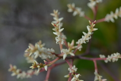 Beaupreopsis paniculata