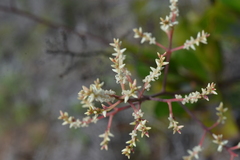 Beaupreopsis paniculata