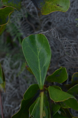 Beaupreopsis paniculata