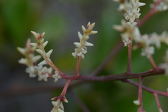 Beaupreopsis paniculata