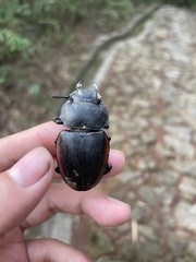 Odontolabis cuvera sinensis