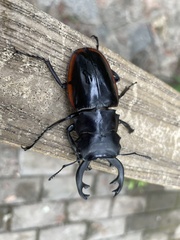 Odontolabis cuvera sinensis
