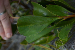 Beaupreopsis paniculata