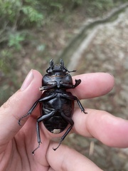 Odontolabis cuvera sinensis