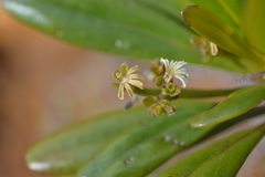 Scaevola beckii