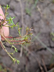 Myriophyllum integrifolium