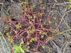 Myriophyllum integrifolium