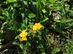 Lithospermum canescens