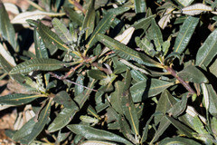 Eriodictyon trichocalyx lanatum