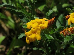 Lithospermum canescens