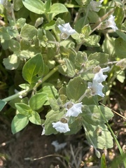 Diclis petiolaris