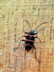 Lystronychus pulchellus