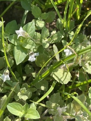 Diclis petiolaris