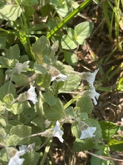 Diclis petiolaris