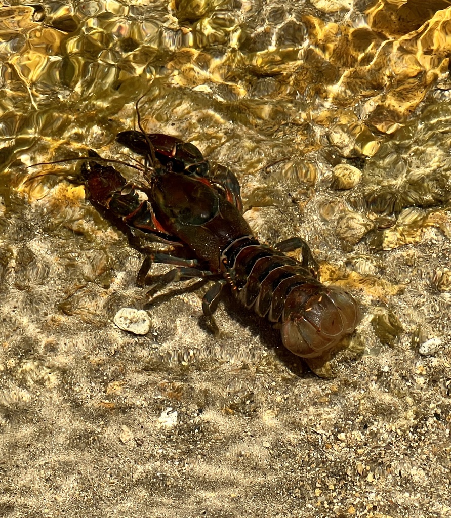 Ellen Clark's Crayfish