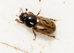 Chilothorax conspurcatus