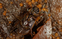 Chilothorax conspurcatus