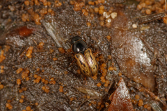 Chilothorax conspurcatus