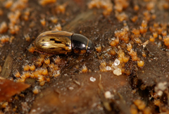 Chilothorax conspurcatus