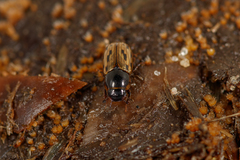 Chilothorax conspurcatus