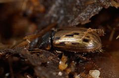 Chilothorax conspurcatus