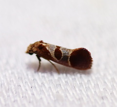 Choristis discotypa