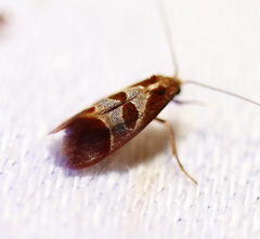 Choristis discotypa