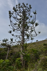 Araucaria muelleri