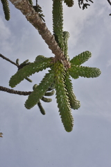 Araucaria muelleri