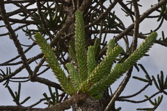Araucaria muelleri