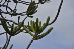 Araucaria muelleri