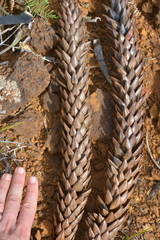 Araucaria muelleri