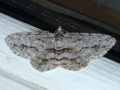 Didymoctenia exsuperata