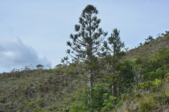 Araucaria muelleri