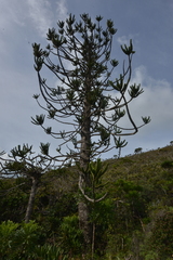 Araucaria muelleri