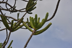 Araucaria muelleri