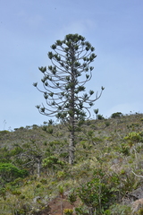 Araucaria muelleri