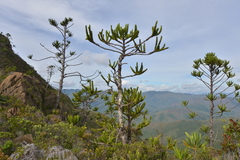 Araucaria muelleri